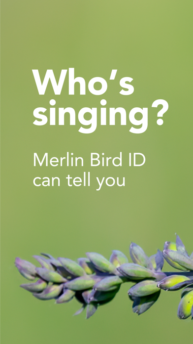 Merlin Bird ID in use