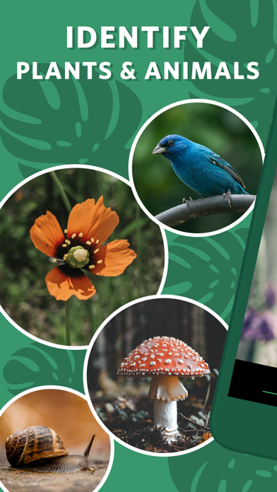 Seek by iNaturalist in use